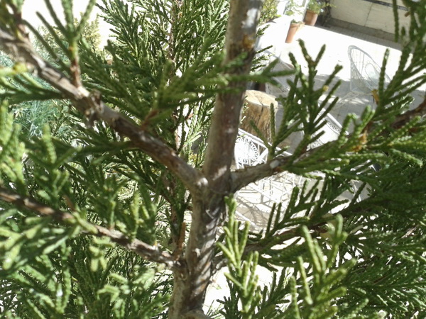 تصویر پرسش و پاسخ گیاه